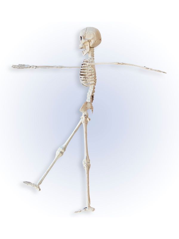 Beweegbaar Skelet 40cm
