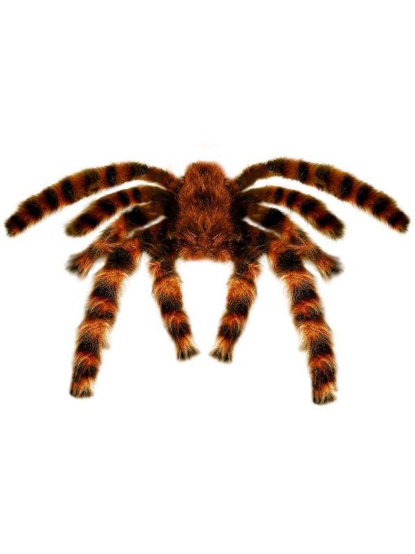 Grote Harige Vogelspin