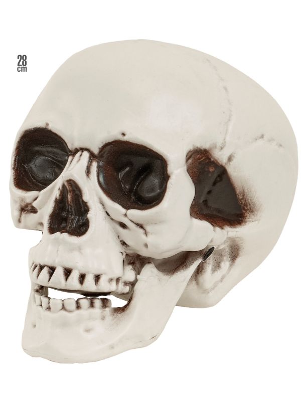 Witte Schedel met Beweegbare Kaak Decoratie