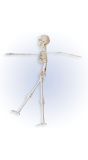 Beweegbaar Skelet 40cm