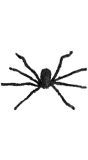 Grote Harige Spin