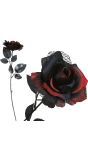 Halloween Rood Zwarte Duistere Roos