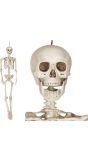 Halloween Skelet 160cm