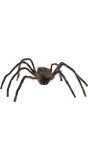 Harige Bruine Spin Halloween 75cm