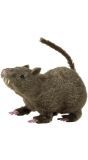 Harige Rat