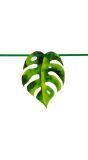 Kartonnen Palmblad Slinger