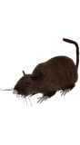 Longfield Rat Bruin 15cm
