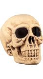 Masterbrain Schedel Decoratie