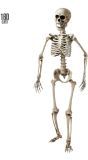 Poseerbaar Beenderstelsel