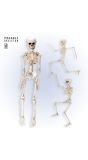 Poseerbaar Skelet 50cm