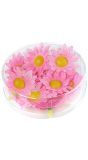 Roze Margrietjes 20 Stuks