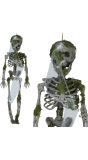 Skelet met Mos Halloween Hangdecoratie