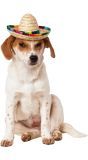 Sombrero Voor Honden