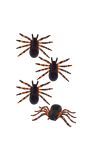 Tarantula Spinnen Halloween Decoratie