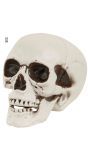 Witte Skull Decoratie met Beweegbare Kaak