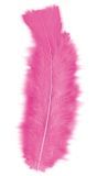 Zakje met 50 Roze Veertjes
