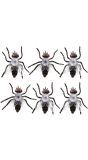 Zwarte Vliegen Decoratie