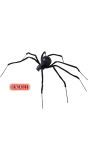 Zwarte Weduwe Spin