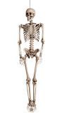Halloween hangende skelet decoratie