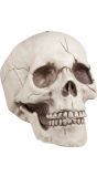 Jawbone schedel beweegbare kaak