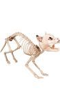 Katten skelet decoratie
