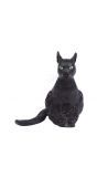Latex zwarte kat