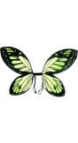 Zwart-groene vlinder vleugels kind