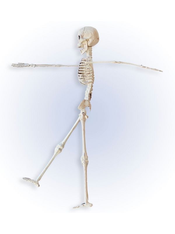 Beweegbaar skelet 40cm
