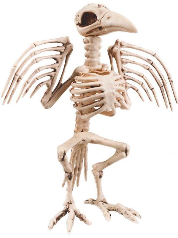 Kraai vogel skelet groot