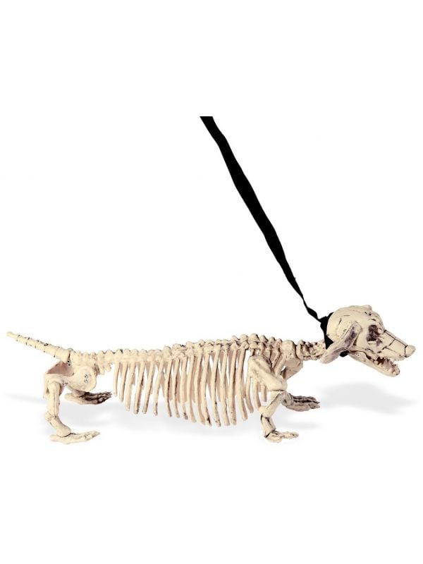 Skeletten hond met riem