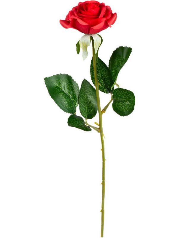 Valentijnsdag rode roos