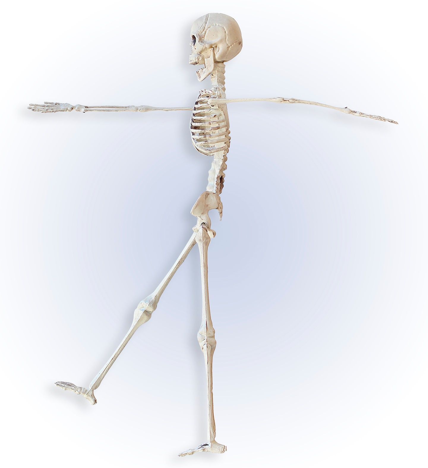 Beweegbaar skelet 40cm