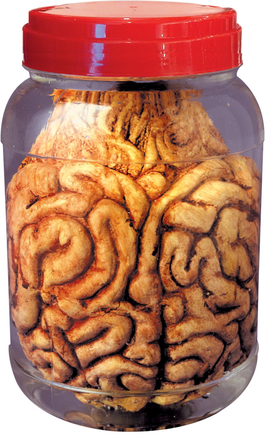 Doorzichtige Laboratorium Pot met Hersens