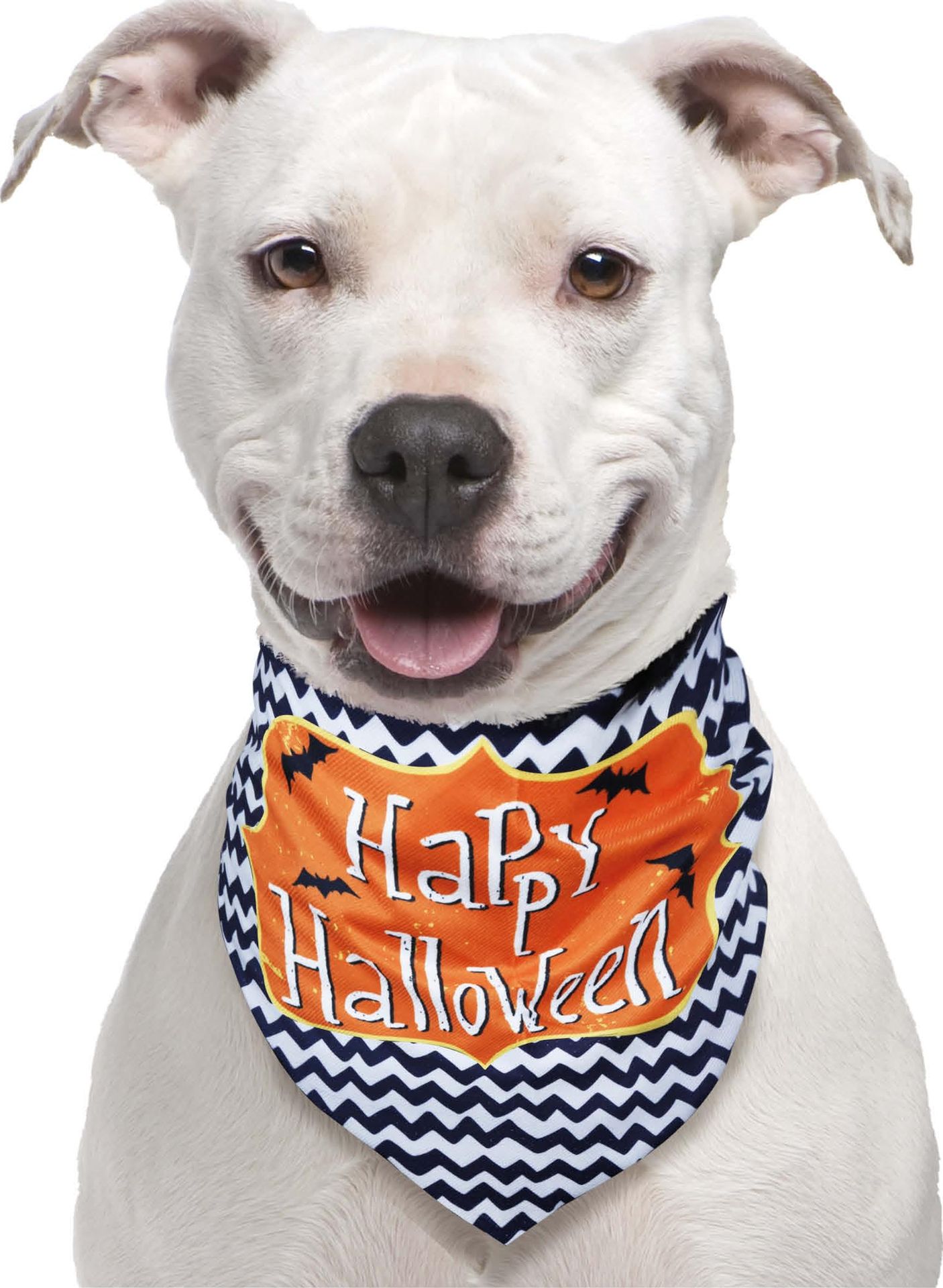 Happy Halloween Hond Bandana