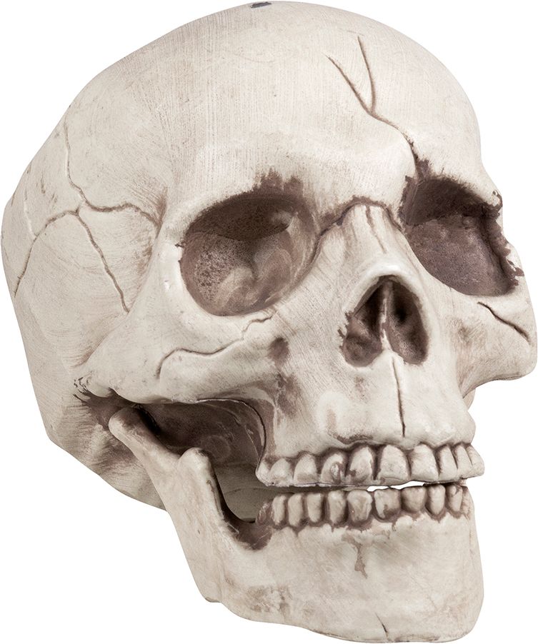 Jawbone schedel beweegbare kaak