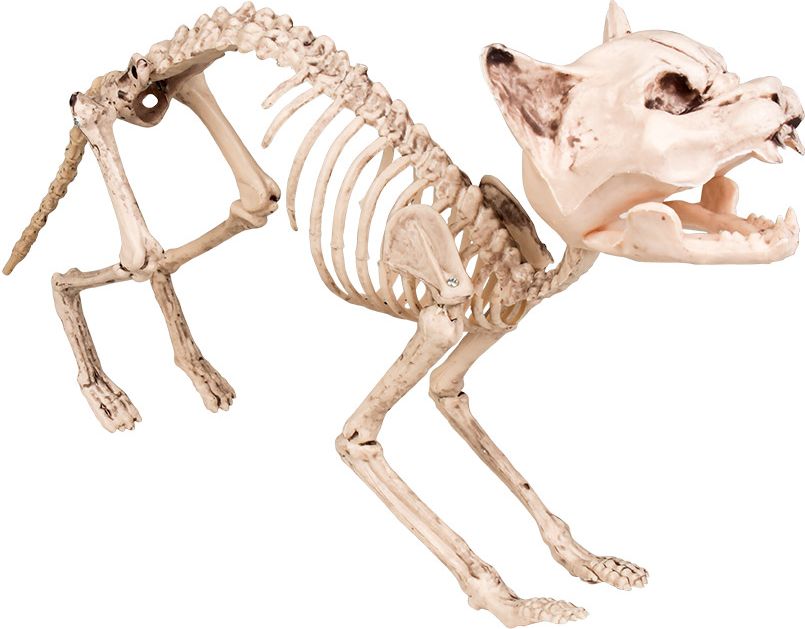 Katten skelet decoratie
