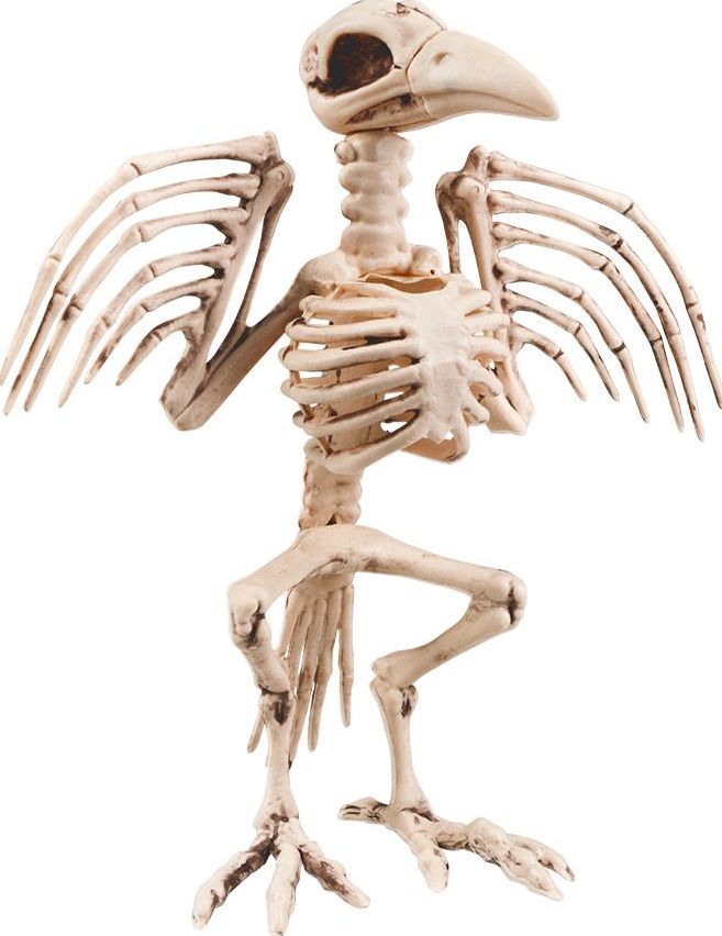 Kraai Vogel Skelet Groot