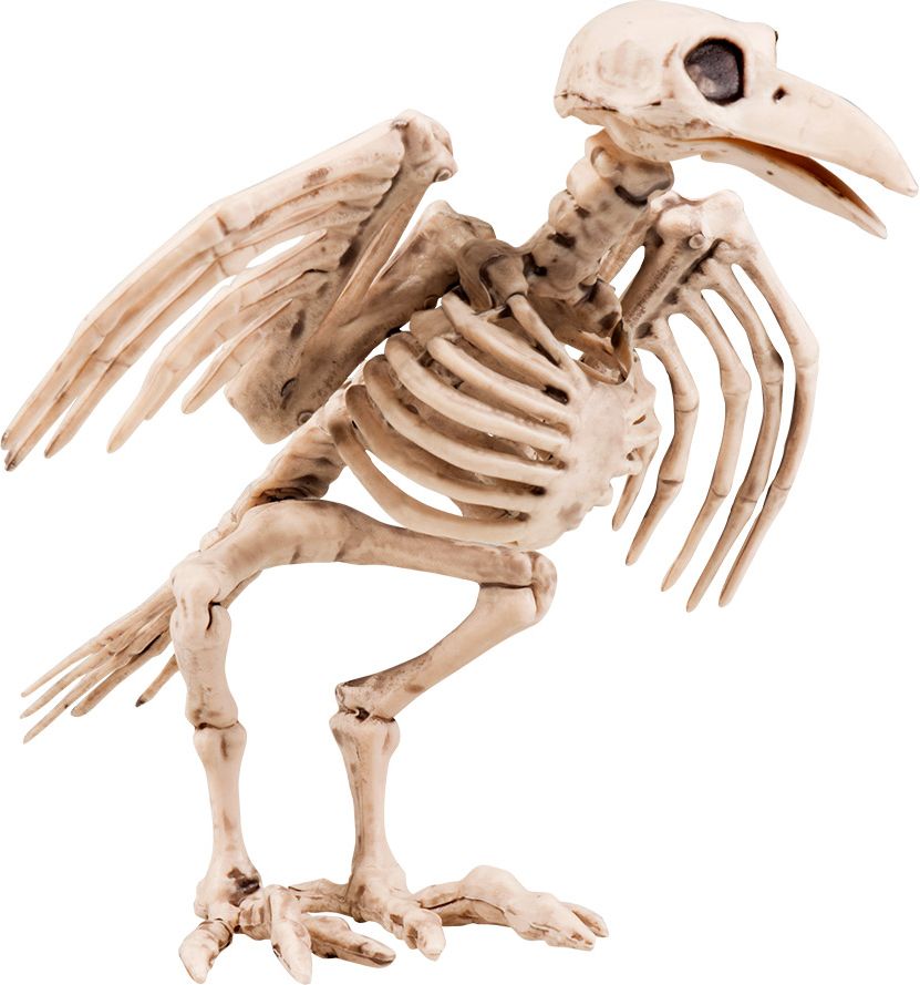 Kraai vogel skelet klein