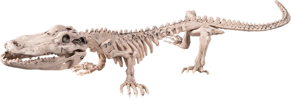 Krokodil skelet decoratie