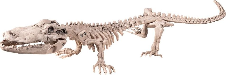 Krokodil Skelet Decoratie