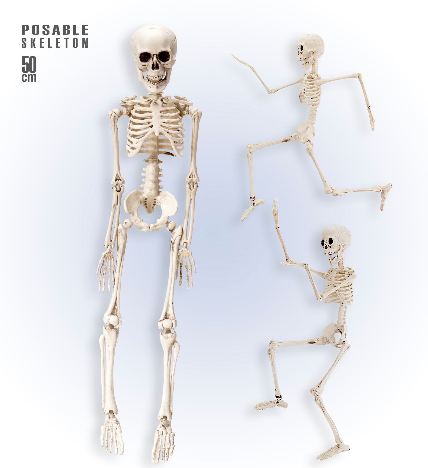 Poseerbaar skelet 50cm