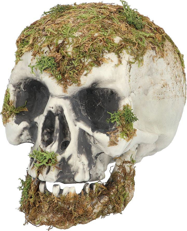 Schedel met Mos Halloween Decoratie