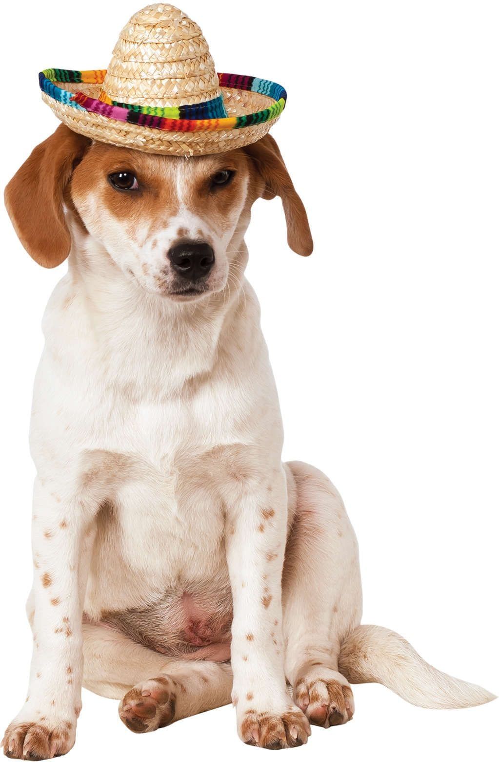 Sombrero Voor Honden