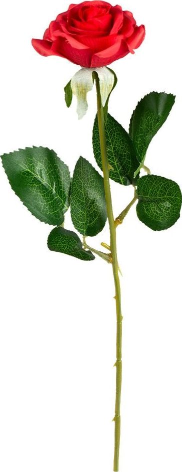 Valentijnsdag Rode Roos