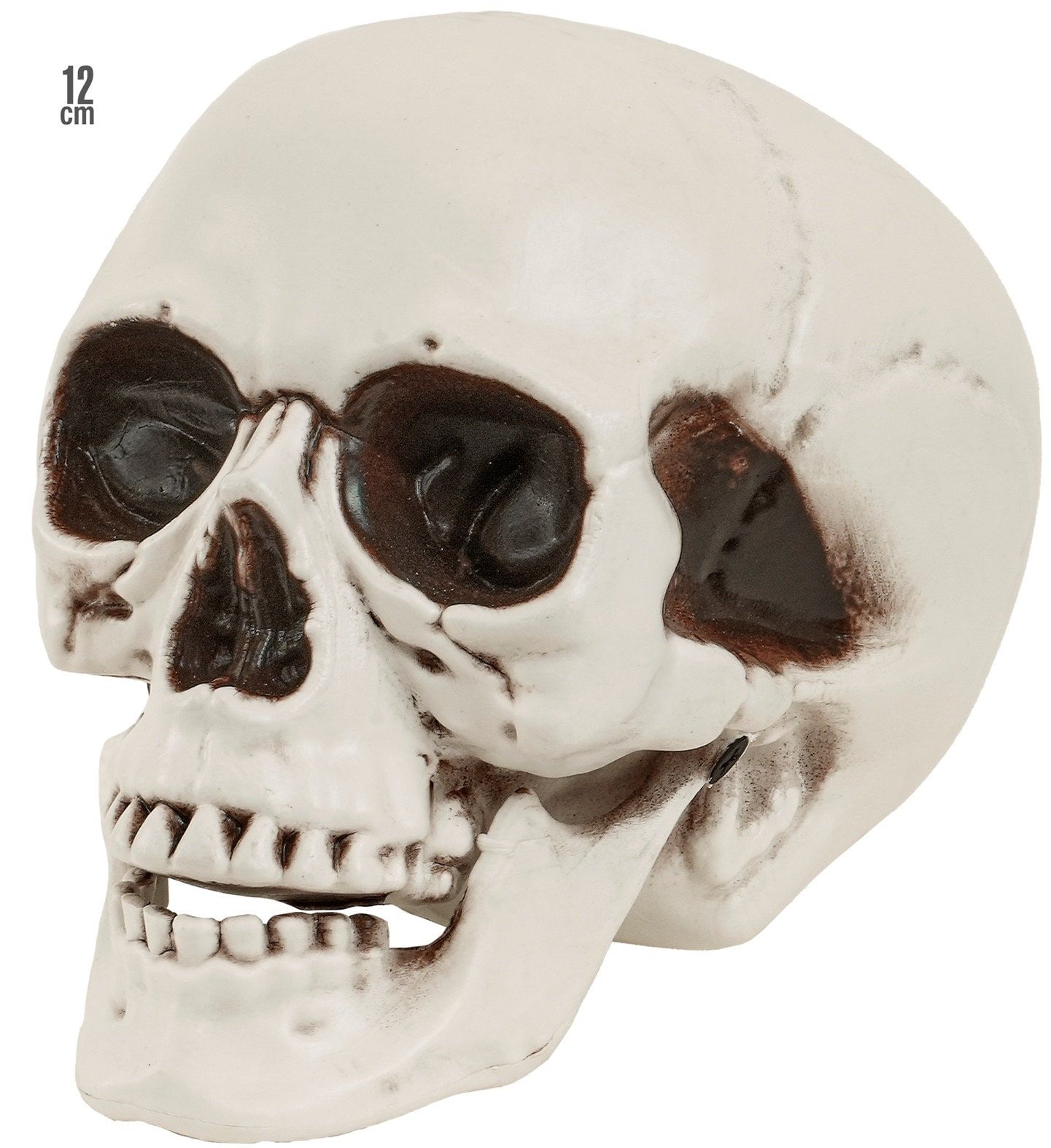 Witte Skull Decoratie met Beweegbare Kaak